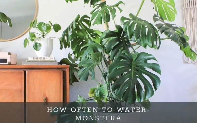 How often to water Monstera Deliciosa