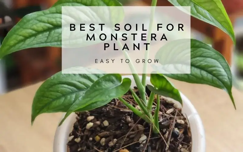 Best soil for Monstera plant