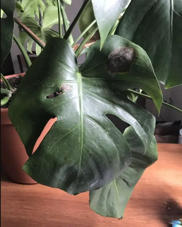 Burnt spot on Monstera leaves