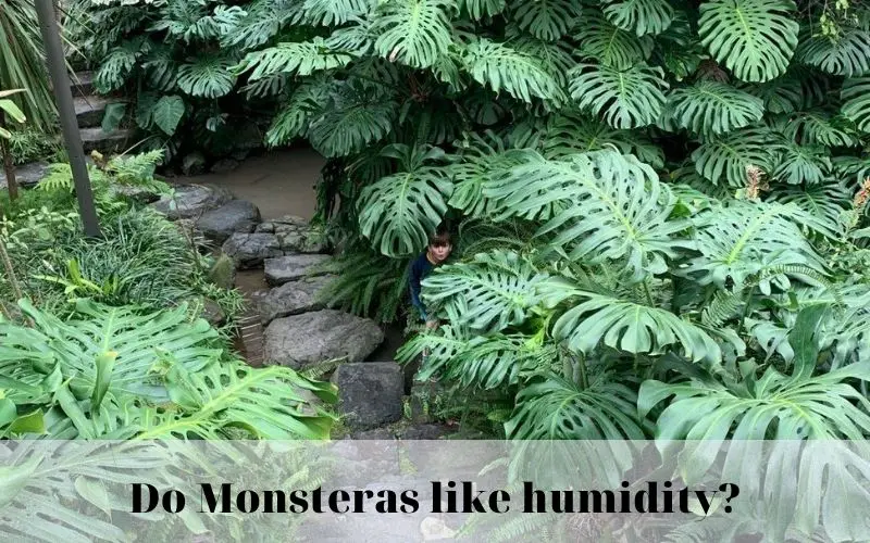Do Monsteras like humidity?
