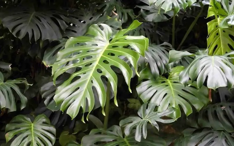 When do monstera leaves split - Fertilizer is necessary for Monstera to grow healthily