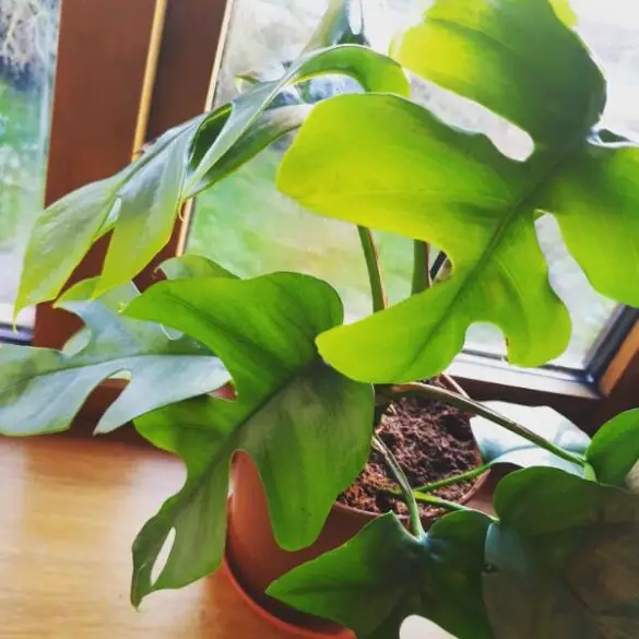 How much light does your monstera plant need quick tips