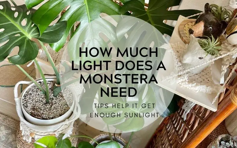 How much light does a monstera need