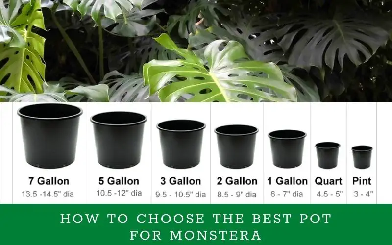 How to choose the best pot for Monstera
