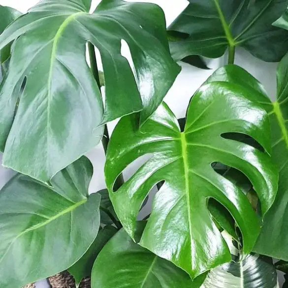 Monstera Varieties: 15 Amazing Types of Monstera Plant