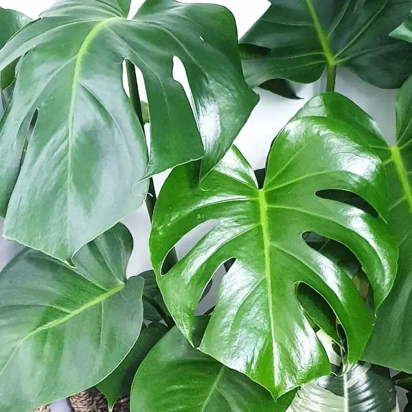 Monstera Deliciosa fenestrations