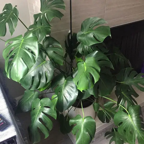 Monstera is so big, so complete, and so healthy when it split
