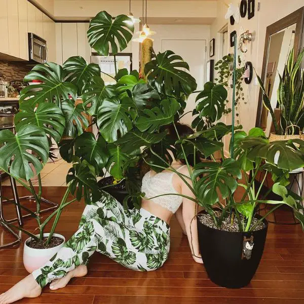 Monstera is well-known for being easy to keep healthy due to their easy care.