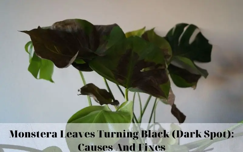 Monstera Leaves Turning Black