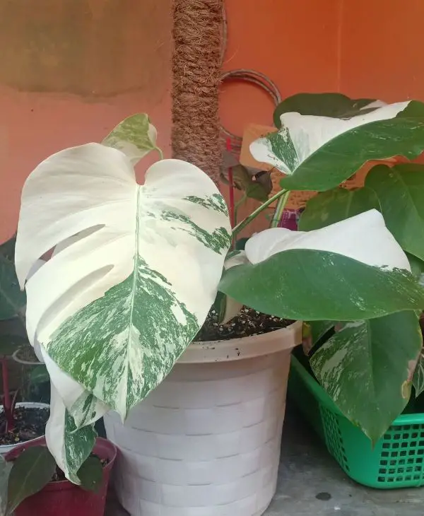 Monstera Plastic Pot