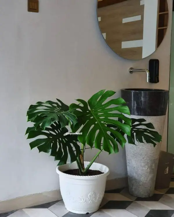 Place the monstera in a shady place out of direct sunlight