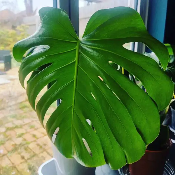 Monstera Plants will thrive if the soil contains enough 14 nutrients