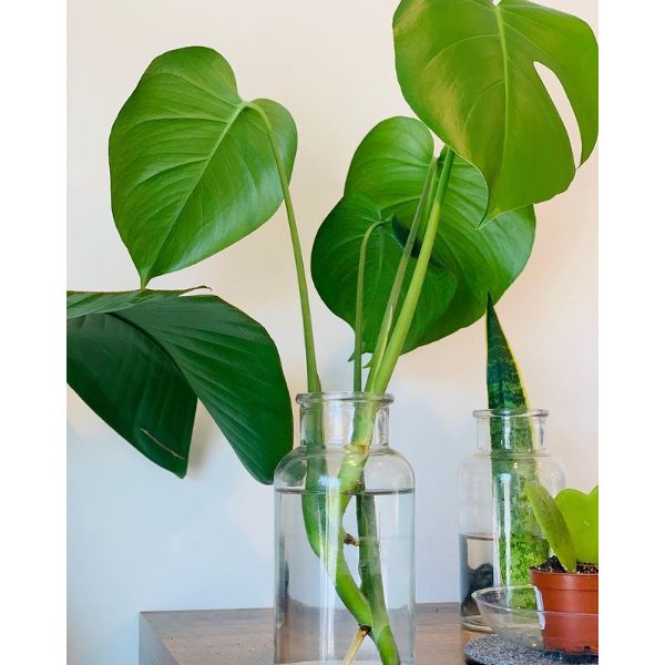 Propagation of Monstera about 2-3 weeks