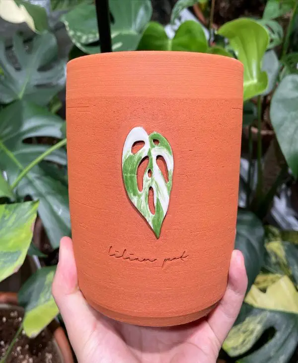 Monstera Terracotta Pot