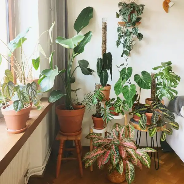 Place Monstera near a Bright Window