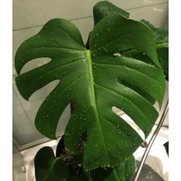 Why are my plant leaves dripping water? because they have absorbed all of the moisture they can