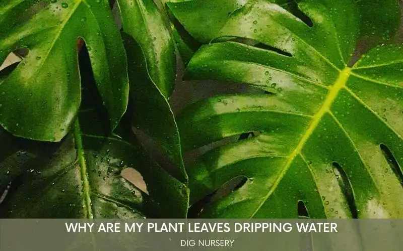Why are my plant leaves dripping water
