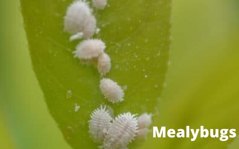 Mealybugs