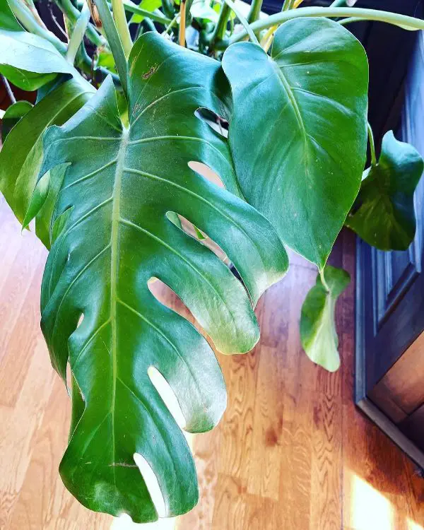 Monstera can reward you with lots more of its lush foliage if you follow a simple care routine.
