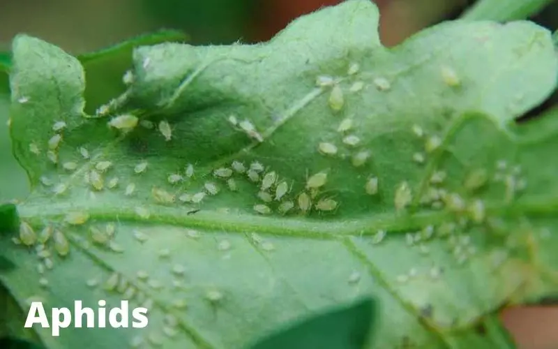Aphids on Monstera