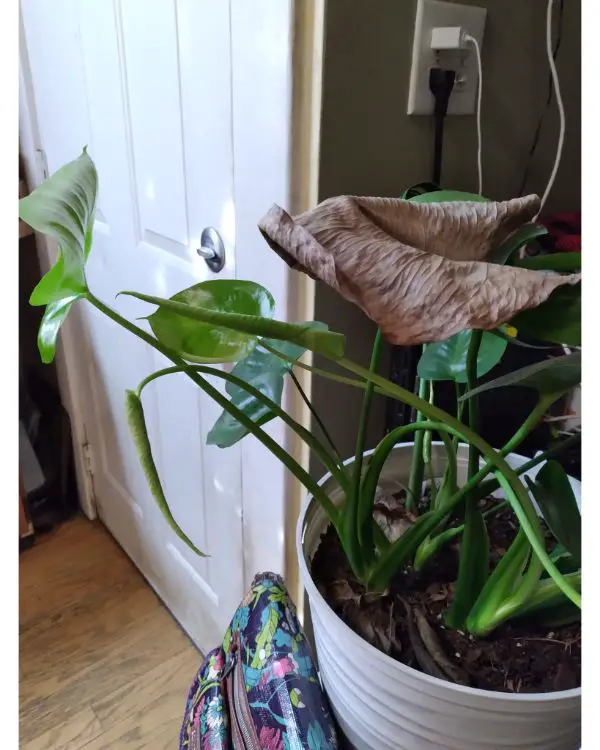Because of a lack of water, the leaves of the Monstera plant are turning brown