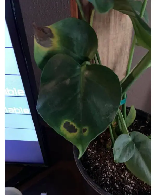 Why does my Monstera have brown spots on leave