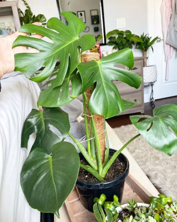 How to attach Monstera to a moss pole for your own? (Video)