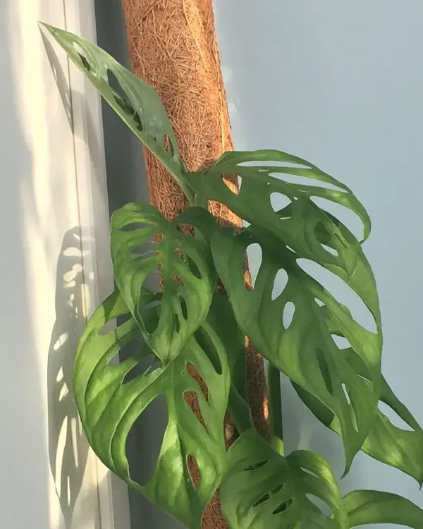 How to train Monstera Adansonii to climb the pole