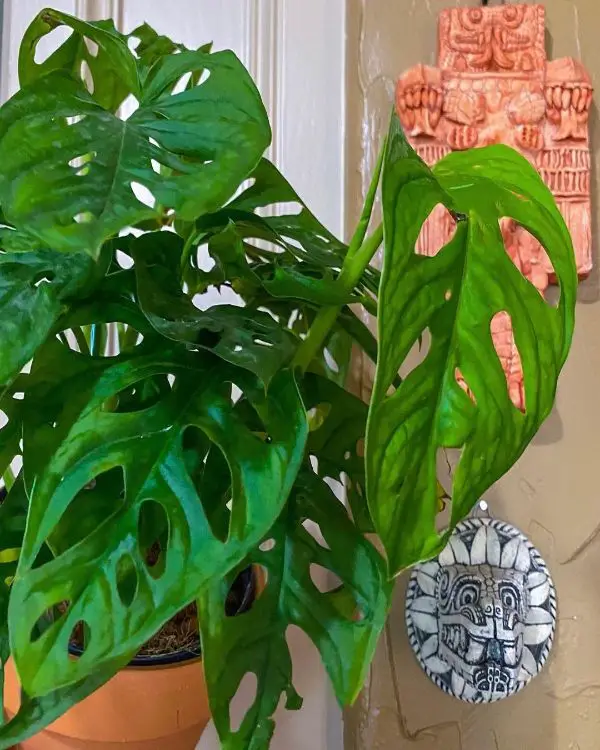 Monstera Adansonii is always stunning