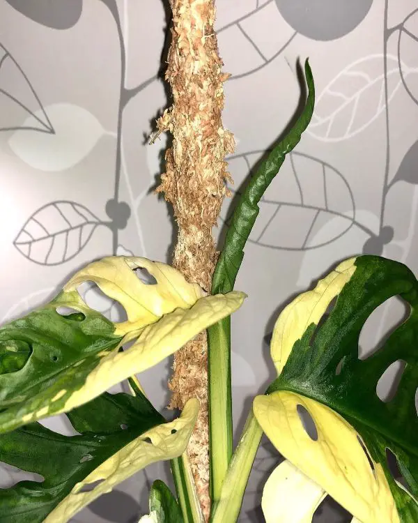 Monstera adansonii leaves turning yellow