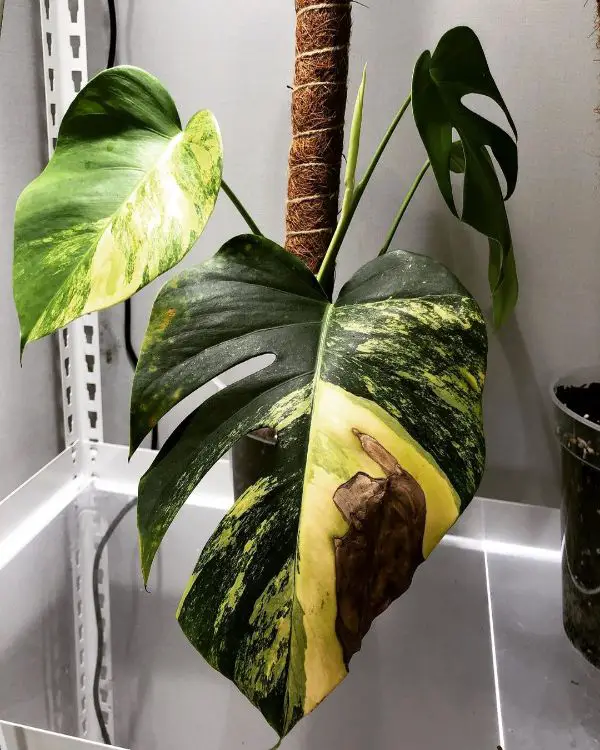 Monstera brown leaves because of poor quality water