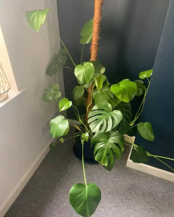 Monstera growing small leaves