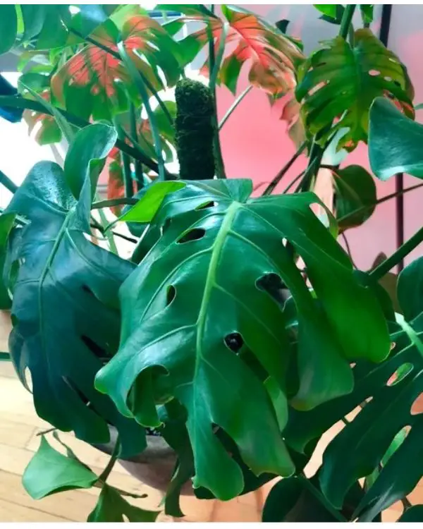 Monstera plant curling leaves due to overwatering