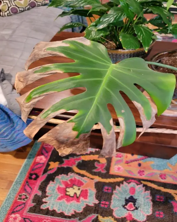 Monstera plant leaves turning brown because of underwatering 