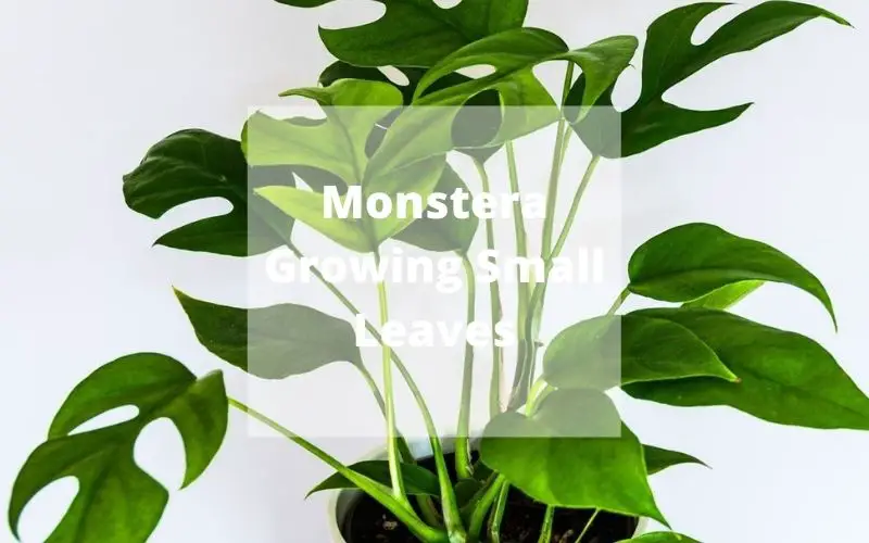 Monstera small leaves