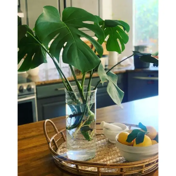 Propagation time for Monstera needs to avoid direct sunlight