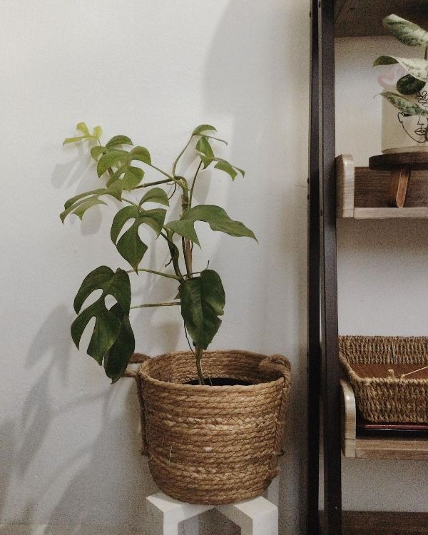 Due of a lack of light, the monstera leaves are small