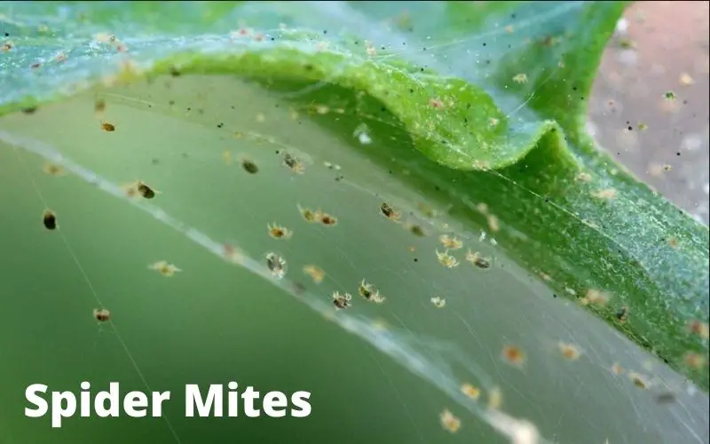 Spider Mites