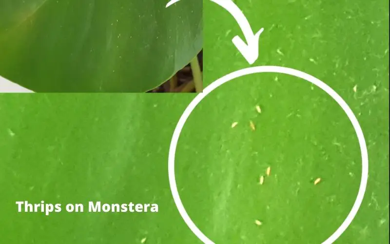 Thrips bug on Monstera