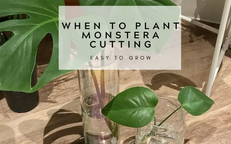 When to plant Monstera cutting