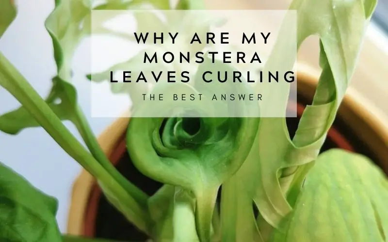 Why are my Monstera leaves curling