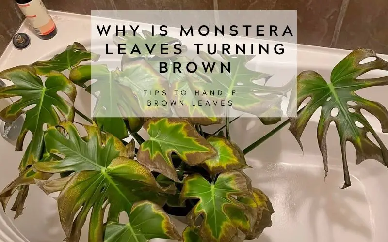 Why is Monstera leaves turning brown
