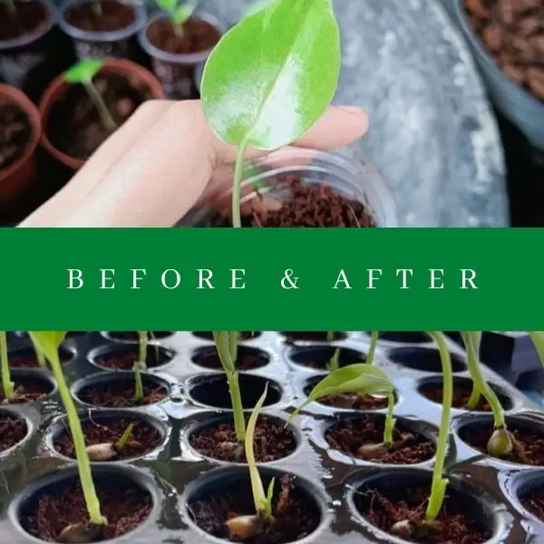Before and after growing Monstera Deliciosa from seed
