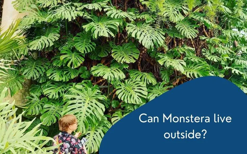 can monstera live outside