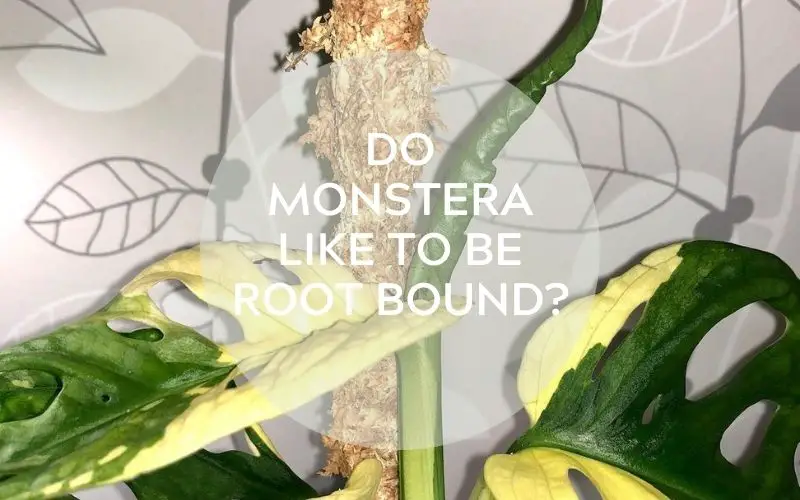 Do Monstera like to be root bound?