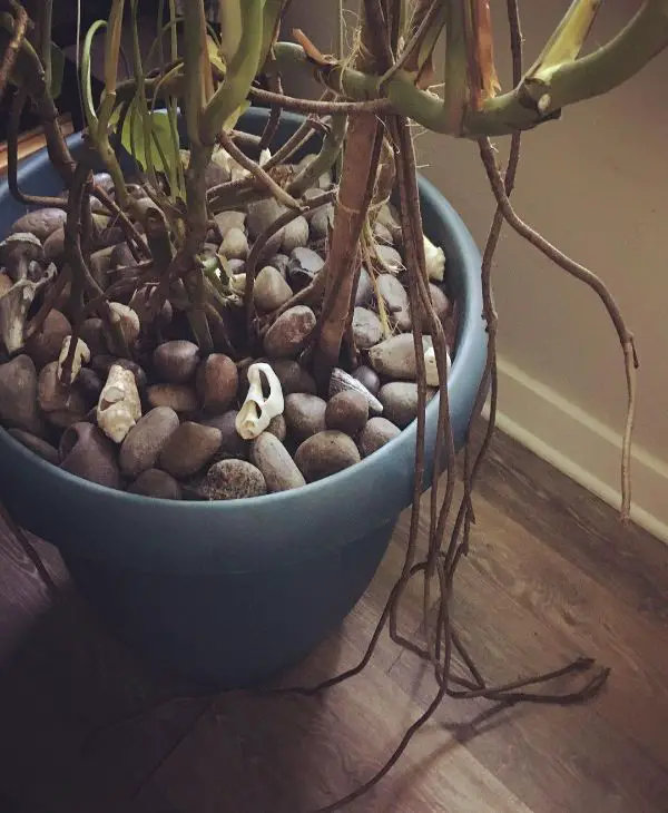 Here is another example of Monstera plant aerial roots