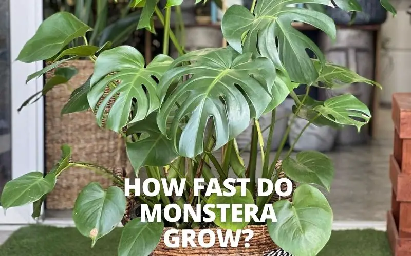 How fast do Monstera grow
