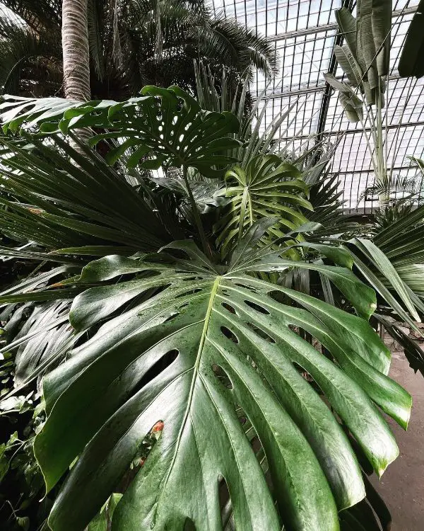 How to make Monstera grow faster