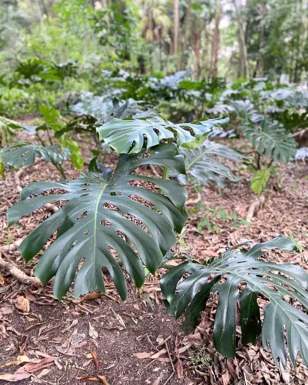 In a garden, Monstera is a great choice