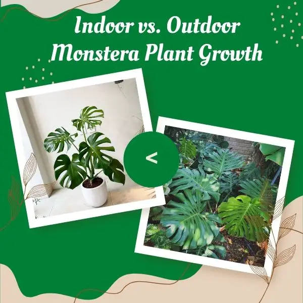 Indoor vs. Outdoor Monstera Plant Growth